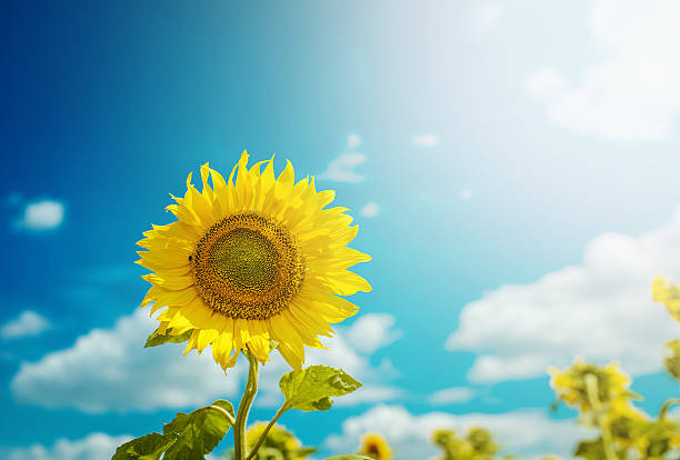 istock sunflower on a background of blue sky 578304448