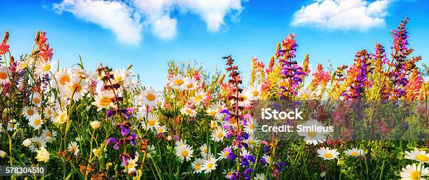 Flowers On A Meadow And The Blue Sky Stock Photo - Download Image Now - Flower, Multi Colored, Panoramic