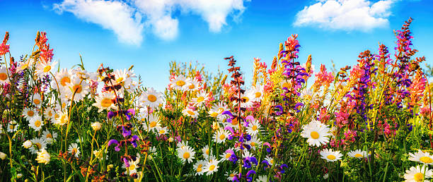 kwiaty na łące i błękitne niebo - daisy multi colored flower bed flower zdjęcia i obrazy z banku zdjęć