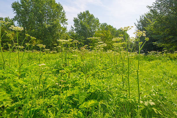 istock Trees and wild flowers in a meadow in summer 578305704