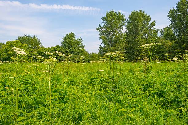 istock Trees and wild flowers in a meadow in summer 578305772