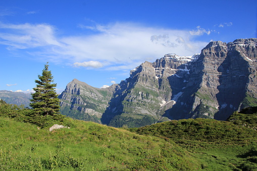 Mt Glarnisch and fir, view from Obere Scheiterboden