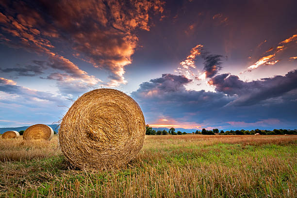 campo agricolo con balle di fieno al tramonto. - hay wheat bale stacking foto e immagini stock