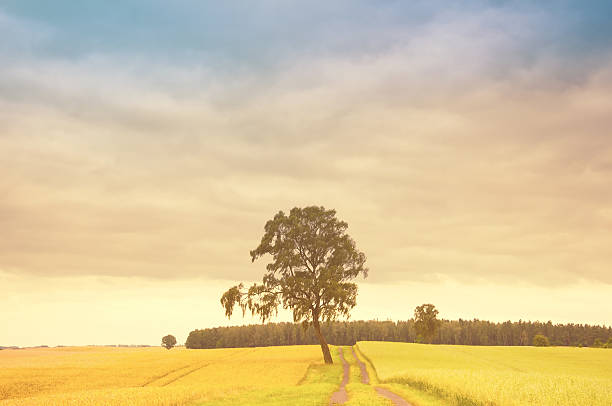 istock Dramatic sky over golden field and lonely tree 578307980