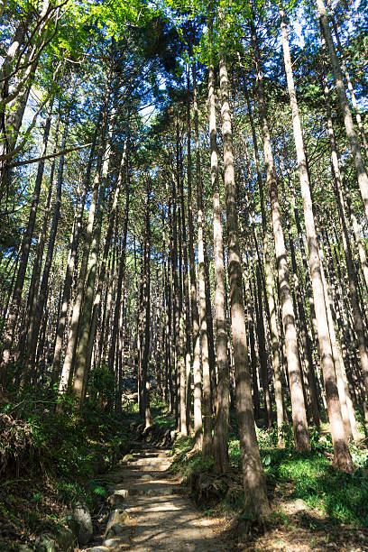 istock Walk road to Bairin,Shuzenji 578307994