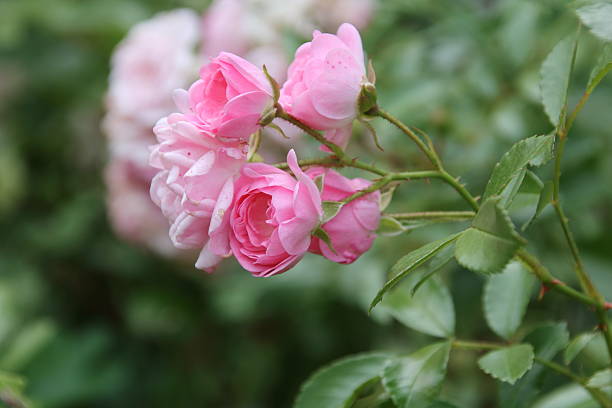 belleza flor de rosa - smartly fotografías e imágenes de stock