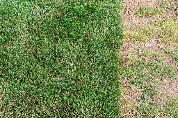 istock lawn of grass roll 1 578308510