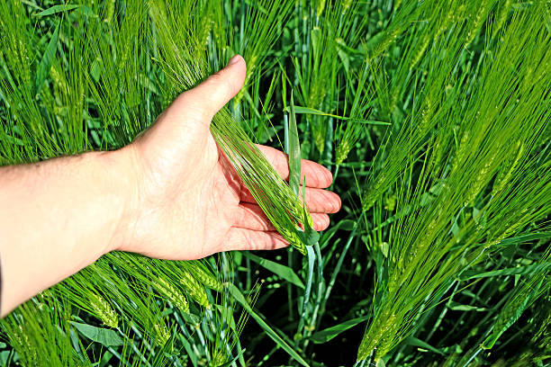 istock Keep your hand from the field of ears 578308936