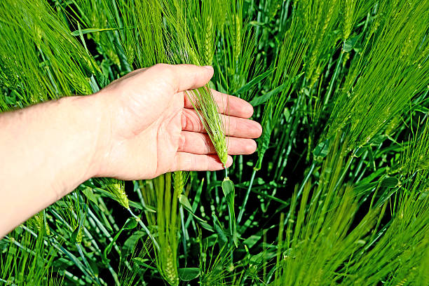 istock your hand keeps the ears from  the green field 578309062