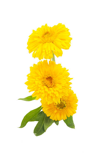 istock yellow flowers of calendula on a white background 578309252