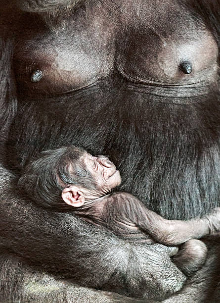 istock Female gorilla with baby 578309582