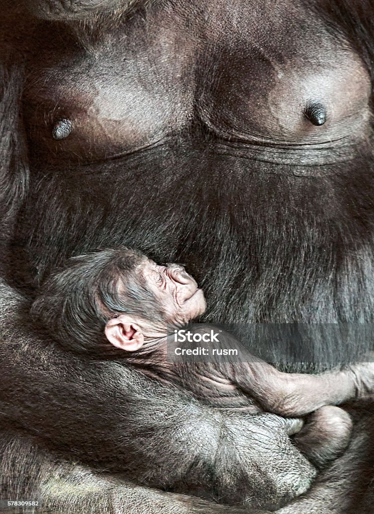 Female gorilla with baby female gorilla with her baby closeup Ape Stock Photo