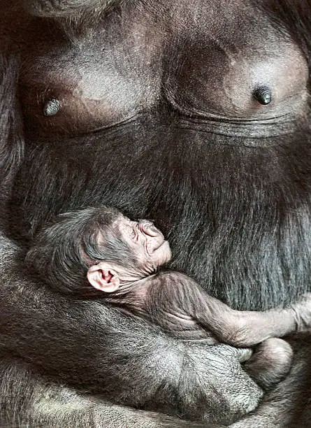Photo of Female gorilla with baby