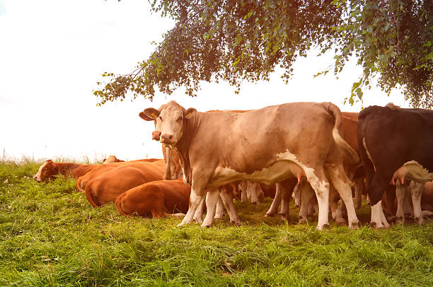 istock Cows grazing on a lovely green pasture 578310070