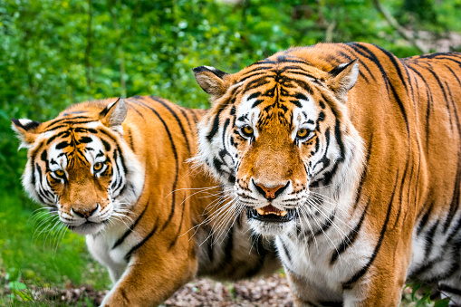 Close-up of two tigers, male and female on a small glade in the forest. They just came out of the shadows of trees on a small clearing. It seems that they are looking at the camera, but they are completely relaxed, unaware of human presence. Tigers are loners and such a scene is rarely seen in nature, usually at the time of mating.