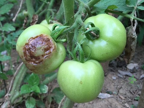 rotten tomatoes on garden