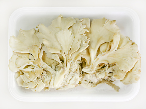 Maitake  (