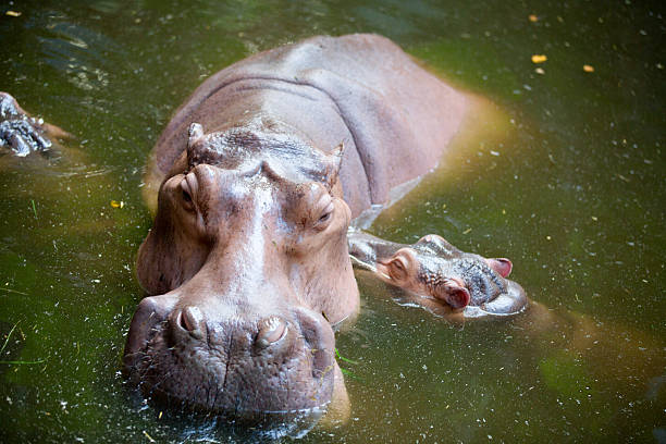 istock Hippo, mother and baby. 578556458