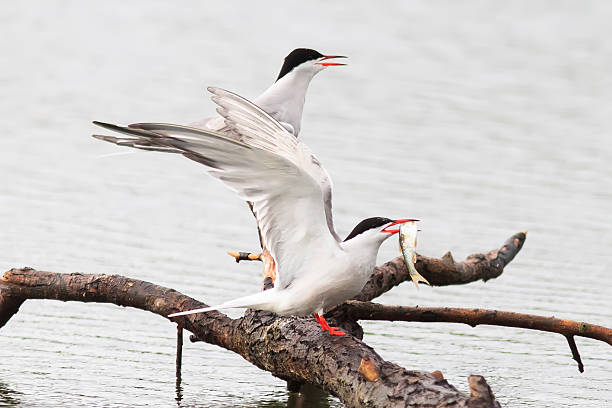 istock two white seagulls catch fish in the lake 578557298