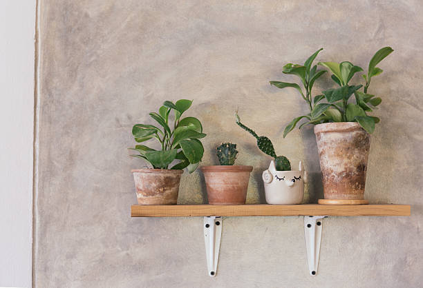 istock Small tree on wooden shelf in vintage style 578557868