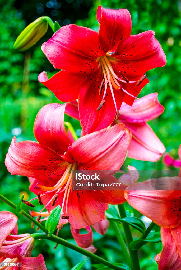 Foto de Lírios Lírio Vermelho Flor e mais fotos de stock de Bouquet -  Bouquet, Comemoração - Conceito, Em flor - iStock