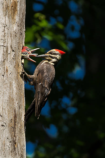 Pileated Woodpecker - Dryocopus pileatus Pileated Woodpecker - Dryocopus pileatus, mother feeding her baby nestlings. pileated woodpecker stock pictures, royalty-free photos & images