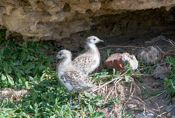 istock Baby Sea Gulls on Penguin Island 578559266