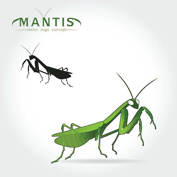 Green Mantis Vector Beetle praying mantis isolated on a white background. Vector illustration. praying mantis stock illustrations