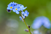blaue-vergiss-mich-nicht-blumen-makro.jpg?b=1&s=170x170&k=20&c=07_-Hjs5rAvuaoYR9ayy8hSUY268OQqN2VVLvVKL27s=