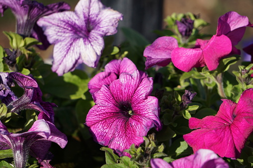 Hand cultivated Petunia plants supporting beautifully crisp blossoms.