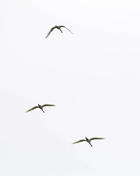 Eurasian Spoonbill (Platalea leucorodia) in Flight
