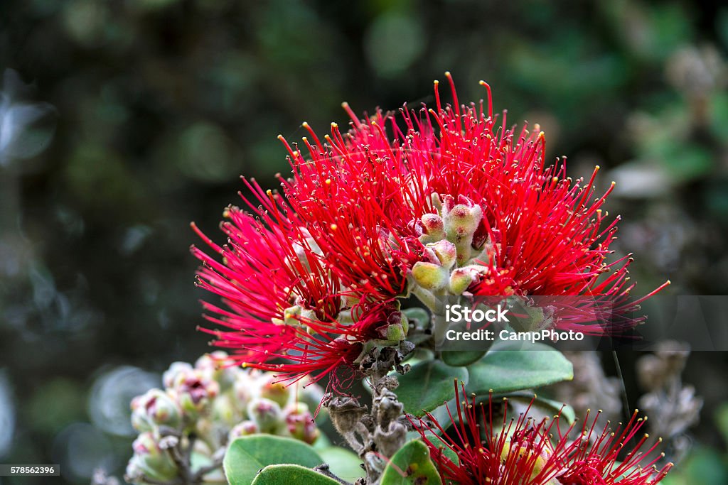 Ohiʻa lehua tree flower Metrosideros polymorpha, the ʻōhiʻa lehua is a species of flowering evergreen tree in the myrtle family, Myrtaceae, that is endemic to the six largest islands of Hawaiʻi. Ohia Tree Stock Photo