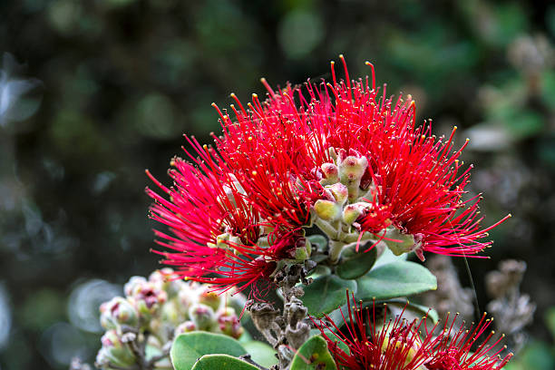 Ohiʻa lehua tree flower Metrosideros polymorpha, the ʻōhiʻa lehua is a species of flowering evergreen tree in the myrtle family, Myrtaceae, that is endemic to the six largest islands of Hawaiʻi. kīlauea volcano photos stock pictures, royalty-free photos & images
