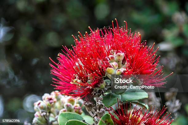 Ohiʻa Lehua Tree Flower Stock Photo - Download Image Now - Ohia Tree, Flower, Big Island - Hawaii Islands