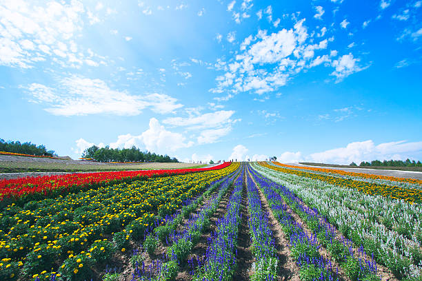 istock Flower fields and blue sky in Hokkaido 578562898