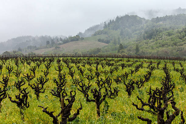 deszcz i mgła w kalifornijskiej winnicy z gnarly winorośli - vineyard sonoma valley napa valley california zdjęcia i obrazy z banku zdjęć