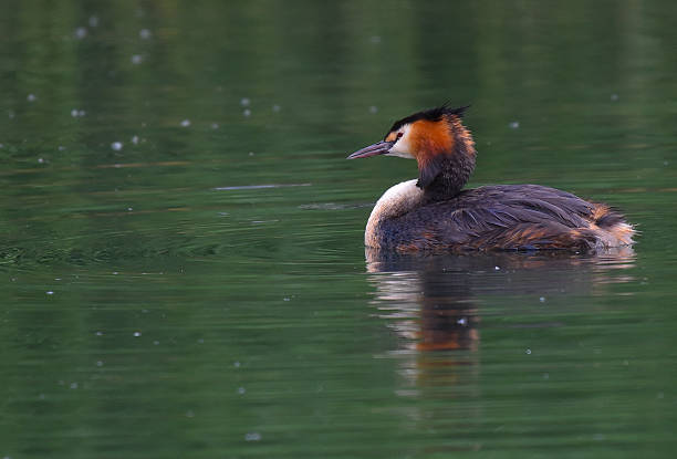istock great crested grebe in the lake 578565060