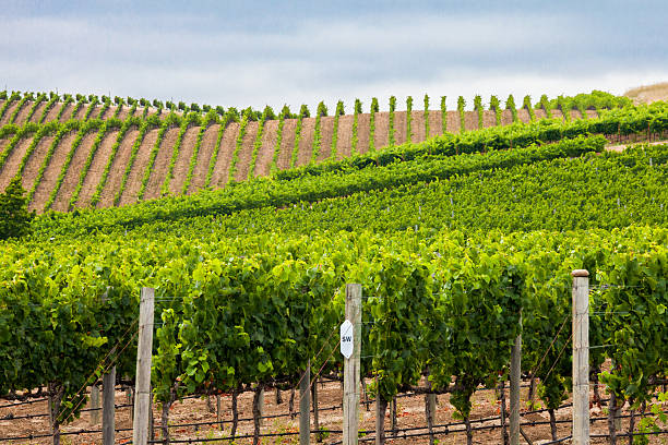 зеленые ряды виноградников на холмах в долине напа, калифорния - vineyard california carneros valley hill стоковые фото и изображения