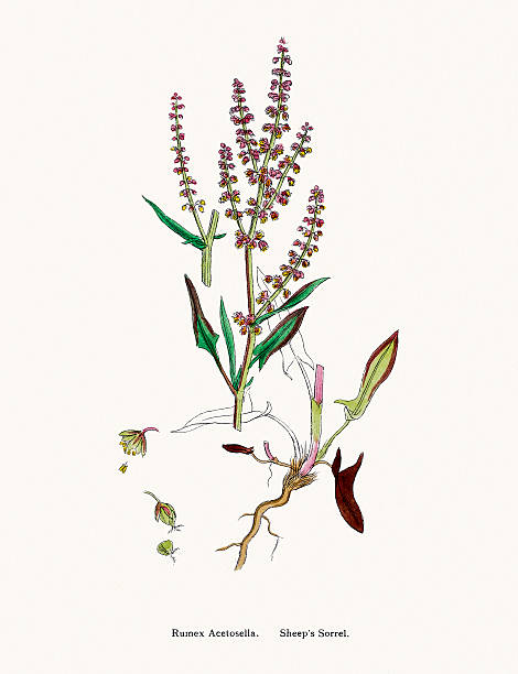 Sorrel Digitally restored image of an original antique illustration by Sowerby published in 1860s in The English Botany. rumex crispus stock illustrations
