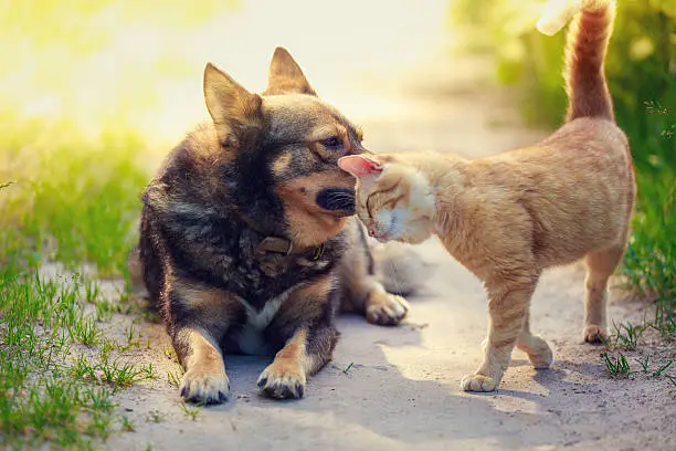 Photo of Red Cat rubs head against dog in the yard