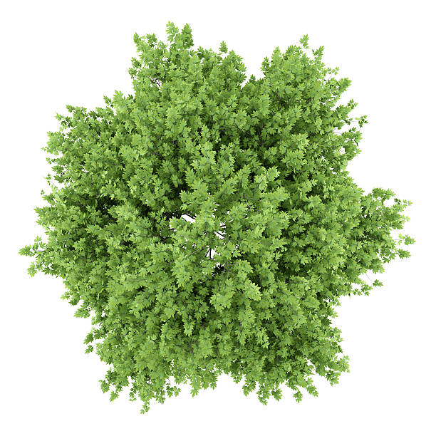 istock top view of london plane tree isolated on white background 578566636