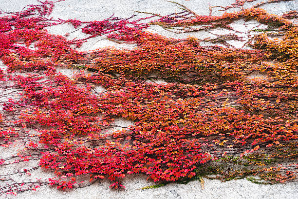 istock Autumn Leaves On The Wall 578567192