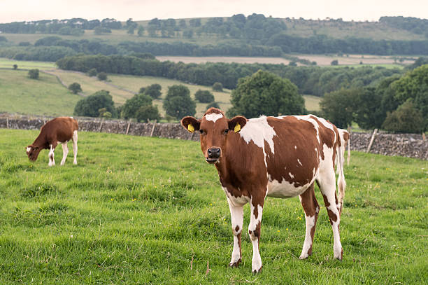 아야르셔 cow - ayrshire cattle 뉴스 사진 이미지