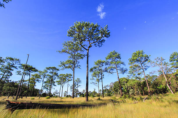 Thung Non Son is a meadow area near the center of the park on a plateau in Thung Salaeng Luang National Park,Phitsanulok Province,Thailand.With a lot of Merkus pines
