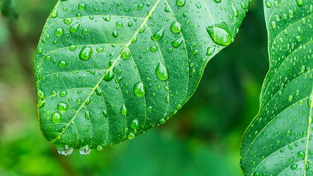 istock Beautiful green leaf with drops of water 578567578