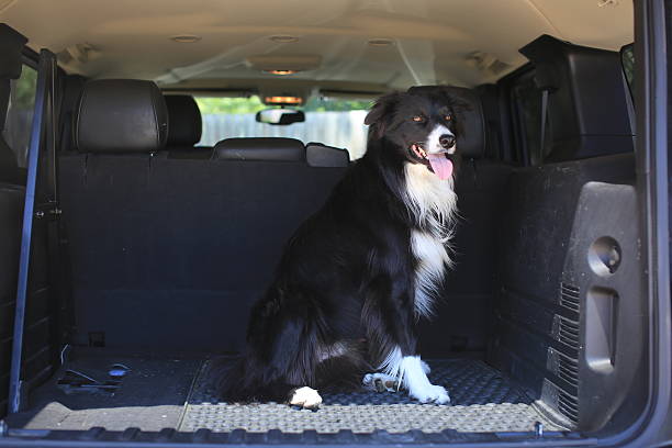 istock Border Collie Dog in a Car 578567826