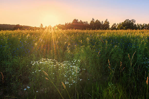 istock Wild flowers field against sunset 578568148