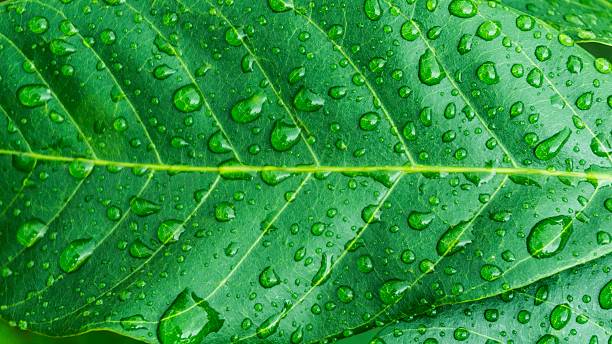 istock Beautiful green leaf with drops of water 578568200