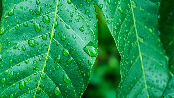 istock Beautiful green leaf with drops of water 578568282