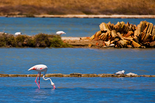 Trapani  Sicilia  Italia  pink flamingos  saline stock photo